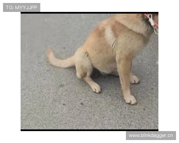 蒋圣龙家的狗都比我家吃得好